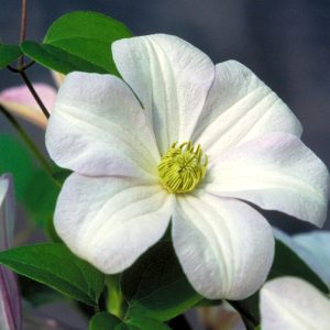 Clematis Vine 'Huldine' New 2026