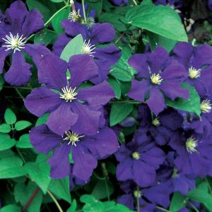 Clematis Vine 'Jackmanii' New 2024