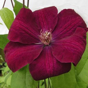 Clematis Vine 'Rouge Cardinal' New 2026