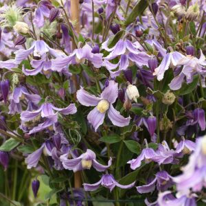 Clematis (Bush) 'Stand by me Lavender' New 2025