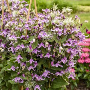 Clematis (Bush) 'Stand By Me Pink' New 2024
