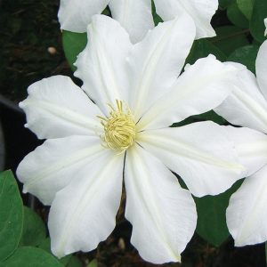Clematis Vine 'Toki' New 2026