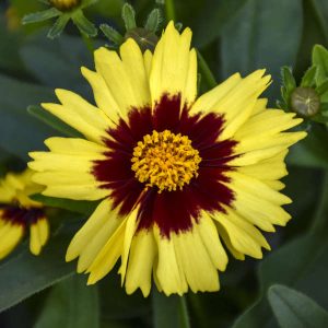 Coreopsis 'Uptick Yellow and Red'