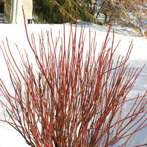 Cornus 'Arctic Fire' New 2024