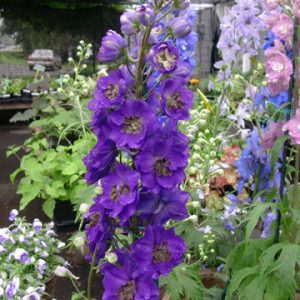Delphinium 'Black Knight'