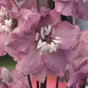 Delphinium Magic Fountain 'Cherry'