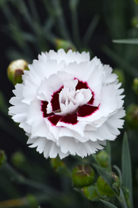 Dianthus 'Coconut Surprise' New 2025