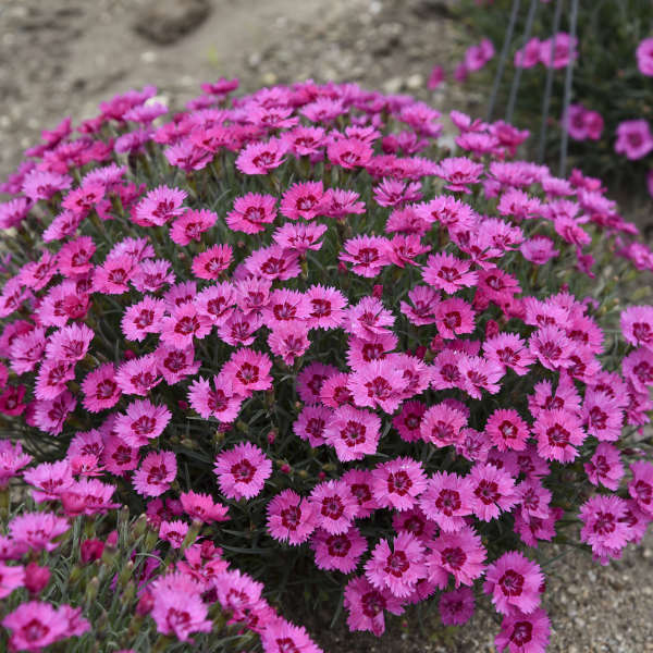 Dianthus 'Paint the Town Fancy' New 2025