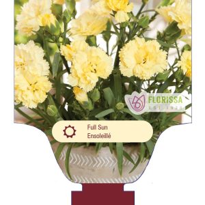 Dianthus 'Yellow Bling Bling' New 2025
