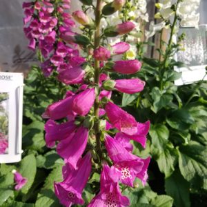 Digitalis 'Camelot Rose'