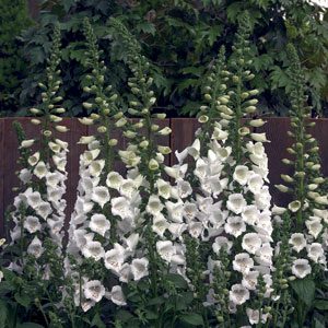 Foxglove 'Camelot White'