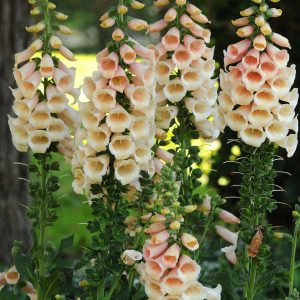 Digitalis 'Dalmation Peach' New 2025