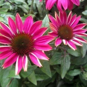 Echinacea 'Pow Wow Wildberry'