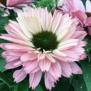 Echinacea 'Sunseeker Salmon' New 2026