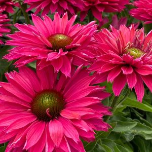 Echinacea 'Sunseeker Sweet Fuschia' New 2026