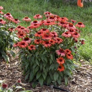 Echinacea 'Tanager' New 2025