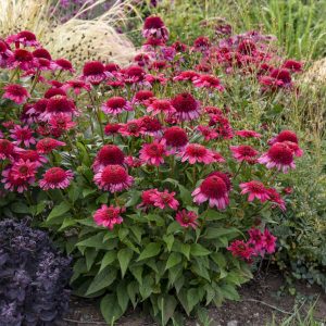 Echinacea 'Watermelon Sugar' New 2025