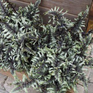 Fern Athyrium 'Crested Surf'