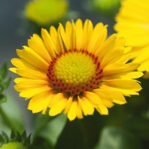 Gaillardia 'Spintop Yellow Apricot' New 2026