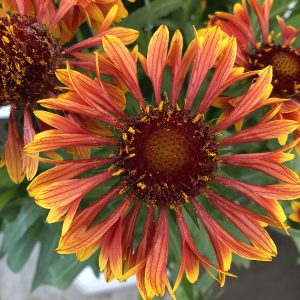 Gaillardia 'Spintop Copper Sun' New 2025