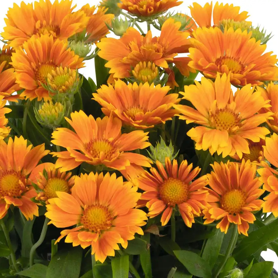 Gaillardia 'Spintop Mango' New 2026