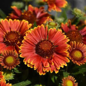 Gaillardia 'Spintop Yellow Touch' New 2026