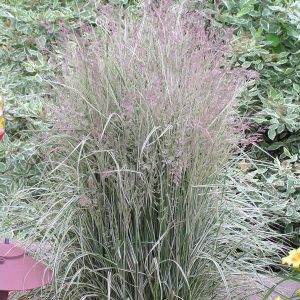 Grass Calamagrostis 'Overdam' New 2025
