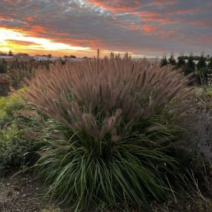 Grass Pennisetum 'Lemon Squeeze'