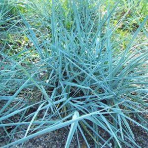 Grass Leymus 'Blue Dune'
