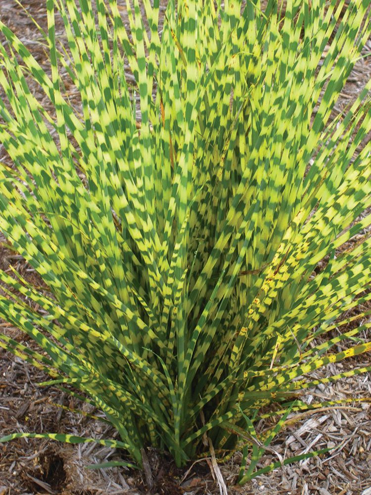 Grass Miscanthus 'Gold Bar' New 2025