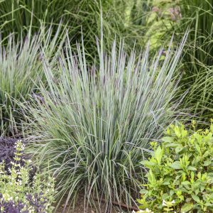 Grass Schizachyrium 'Brush Strokes' New 2025