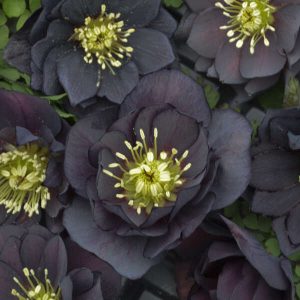 Helleborus 'Dark and Handsome' New 2025