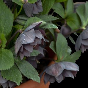 Helleborus 'Dashing Groomsman' New 2025