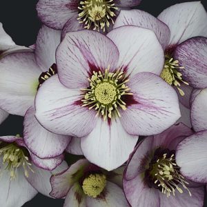 Helleborus 'French Kiss' New 2025