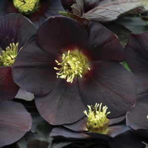 Helleborus 'New York Night' New 2024