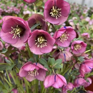 Helleborus 'Paris in Pink' New 2025