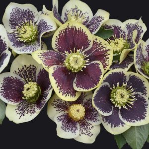 Perennials For Sun To Full Shade