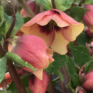 Helleborus 'Sandy Shores' New 2025