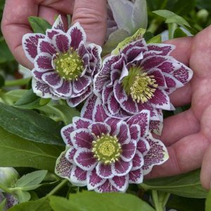 Helleborus 'Shotgun Wedding' New 2024