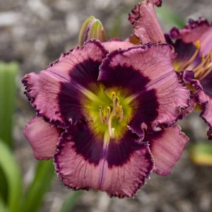 Hemerocallis 'Be Fruitful and Multiply' New 2024