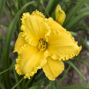 Hemerocallis 'Erin Lea' New 2024