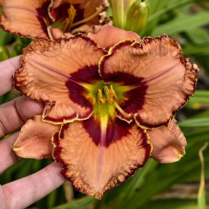 Hemerocallis 'Fearfully and Wonderfully Made' New 2025