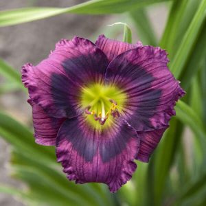 Hemerocallis 'Kansas Kitten' New 2024