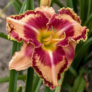 Hemerocallis 'Lake of Fire'