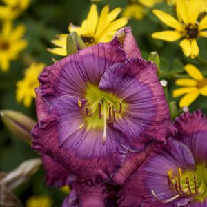 Hemerocallis 'Lavender Blue Baby'