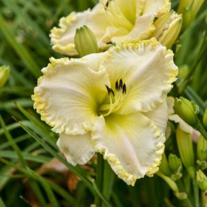 Hemerocallis 'Marque Moon' New 2024