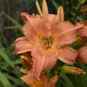 Hemerocallis 'New Tangerine Twist'
