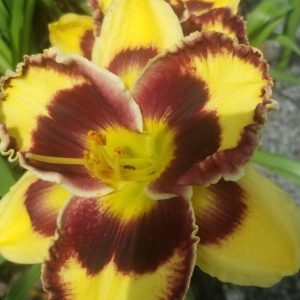 Hemerocallis 'Pansy Face Charmer' New 2024