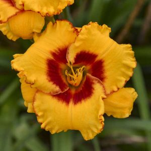 Hemerocallis 'Pooh Bear' New 2025