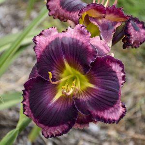 Hemerocallis 'The Band Played On' New 2024
